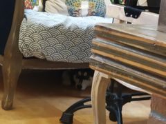 -more than meow吴止猫主题餐厅(承德 中船汇店)