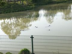 -中国扬子鳄村