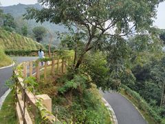 -阳台山森林公园