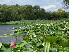 -东郊湿地公园