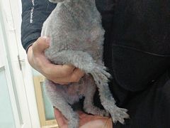 -宠福鑫康馨动物医院·骨科·眼科