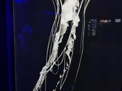 -上海海洋水族馆