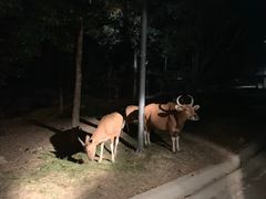 -清迈夜间动物园