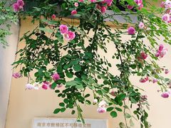 -颐和路民国时期公馆风貌区