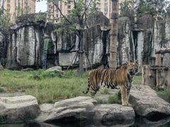 -上海野生动物园