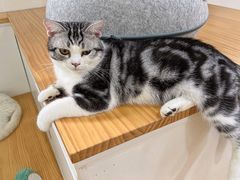 -李小姐の猫咖啡馆(五角场店)