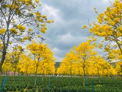 -天适樱花悠乐园