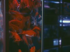 -万商花鸟市场