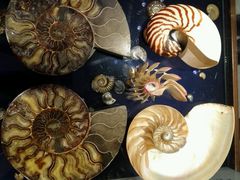 -青岛贝壳博物馆