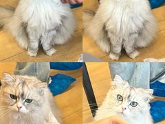 -Let's go狗咖·猫咖·奶狗·桌游(春熙路IFS店)