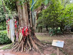 -中国科学院西双版纳热带植物园