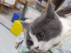 -瑞派名望24h动物医院异宠专科·猫专科·骨科·重症监护分院