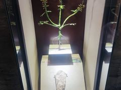 -辽宁古生物博物馆