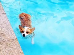 -汪说喵讲宠物乐园宠物酒店(红星美凯龙店)