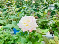 -上海鲜花港