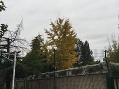 -三里屯东五街银杏大道