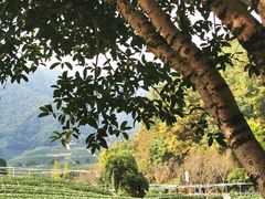 -龙坞茶村