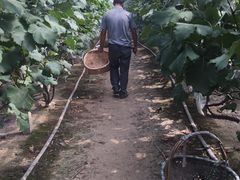 -马陆小张葡萄园农家乐