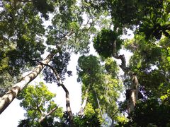 -西双版纳原始森林公园