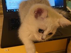 -lincat·猫舍(广州店)