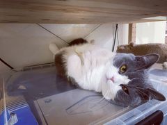 -爱侣宠医·鹦鹉专科·小型哺乳类·异宠专科(灵石路店)