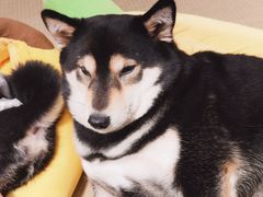 -逗柴咖啡屋·狗咖猫咖宠物桌游
