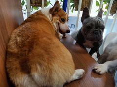 -柯斗斗主题餐厅·狗咖·围炉煮茶·茶饮(国瑞升平里店)