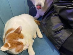 -平行世界·猫咖(首经贸店)