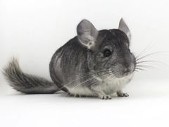 -龙猫仔乐园(惠福东路店)