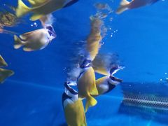 -海合安武汉极地海洋公园