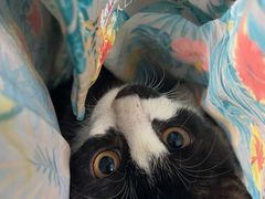 -达爱动物医院·犬猫分区·CT·复杂眼科(远洋山水分院)
