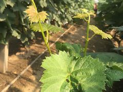 -马陆小张葡萄园农家乐