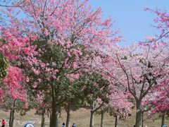 -风云岭森林公园