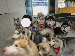 -Husky Go!哈士奇体验馆·宠物咖啡厅狗咖