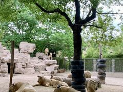 -上海野生动物园