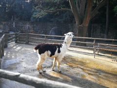 -昆明动物园