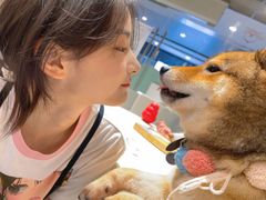 -柴务处·柴犬主题狗咖