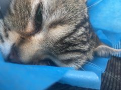-纳吉亚猫专科动物诊疗中心(蒋宅口分院)
