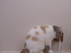 -More Fun猫咖 二十只万元加菲主题