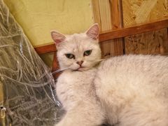 -猫色咖啡·猫咖