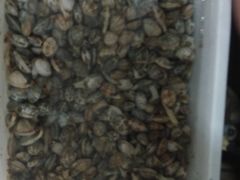 -宾朋海鲜特色美食餐厅·纯手工鲅鱼水饺(兴海路店)