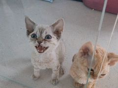 -糯米喵星人总部直营旗舰店·猫舍·幼猫出售