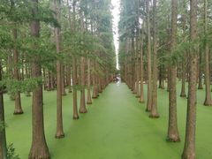 -渌洋湖湿地公园