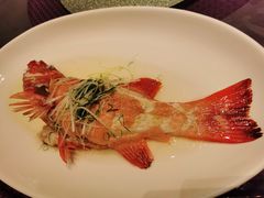 东星斑-春满园·早茶·粤菜·宴会(前海店)