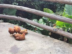 -万兴启丰椰子文化园餐厅