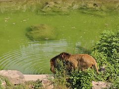 -石家庄市动物园