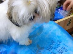 -瑞鹏宠物医院·内科·中兽医·骨科(苗圃店)