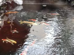 -鲤院·新中式美学·庭院餐厅(夫子庙店)