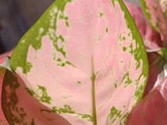-顺兴老茶馆·精品川菜(世纪城店)