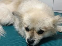 -凯瑞希宠物医院·狂犬免疫·微创·皮肤科